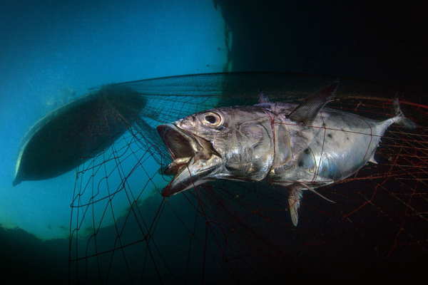Природа: Конкурс подводной фотографии 2020