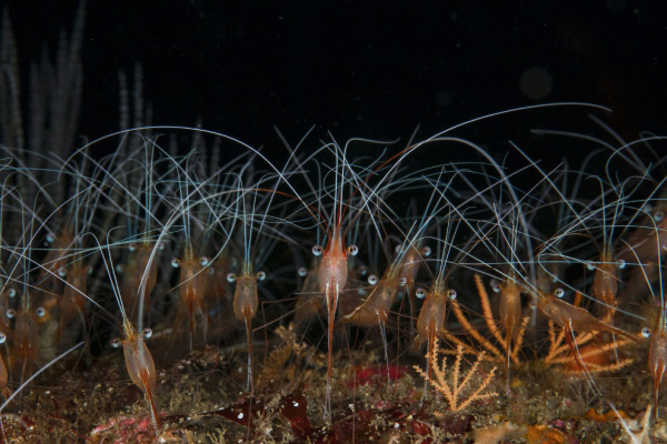 Природа: Конкурс подводной фотографии 2020