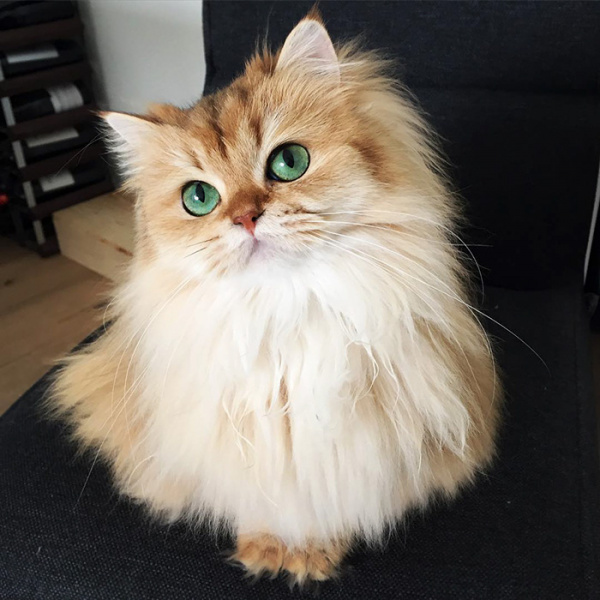 Животные: Самые красивые кошки