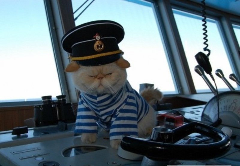 На корабле несколько кошек несколько матросов. Матрос Боцман старпом. Кот на корабле.