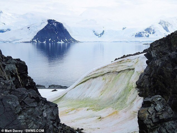Природа: Антарктида начинает зеленеть