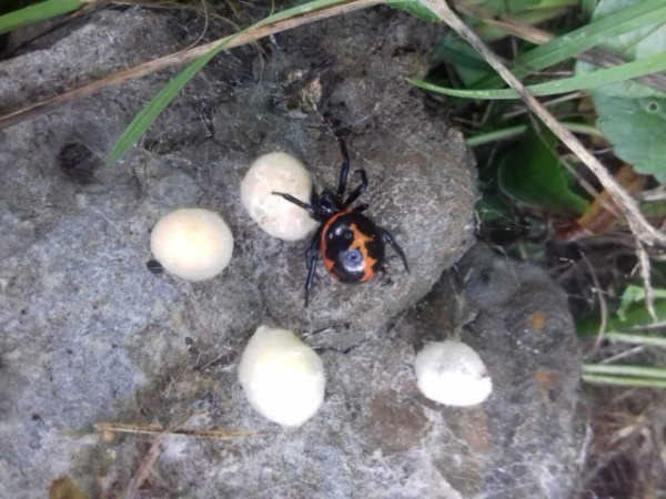 Животные: В Армавире нашли опасного паука — *ложную черную вдову*