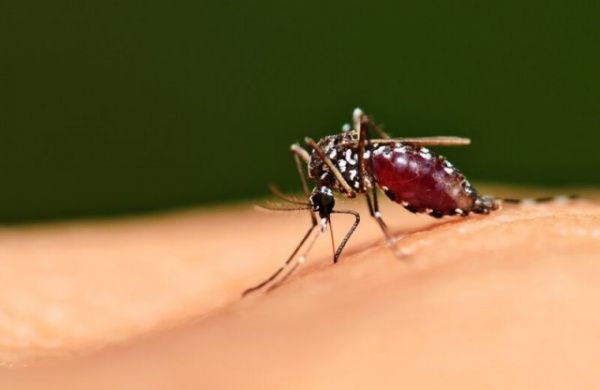 Интересное: Пять стадий комариной жизни