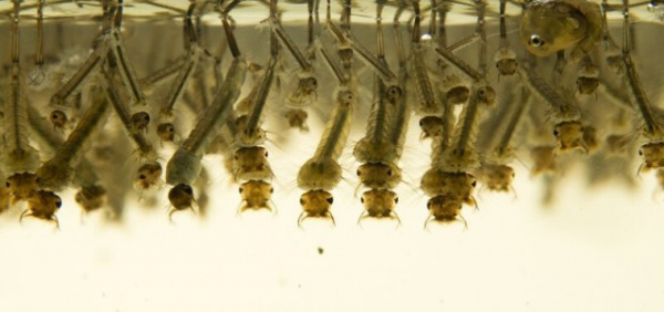 Интересное: Пять стадий комариной жизни