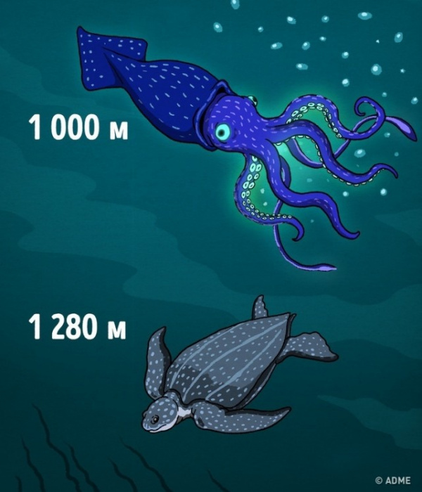 Интересное: Насколько все-таки глубок океан?