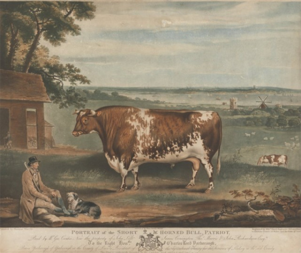 Животные: Почему у фермеров XIX века были популярны картины своих жирных животных?