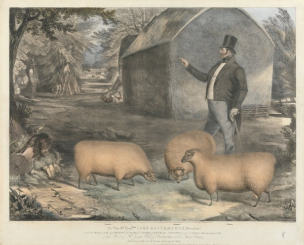 Животные: Почему у фермеров XIX века были популярны картины своих жирных животных?