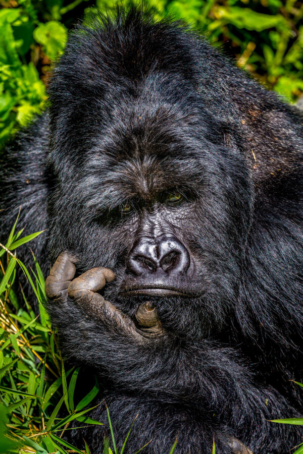 Животные: Премия комедийной фотографии дикой природы-2020