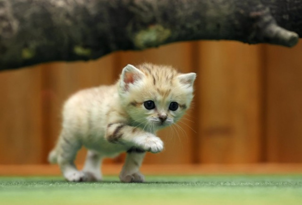 Животные: Котёнок барханной кошки