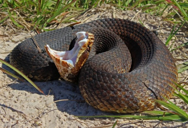 Животные: Опасная змея - щитомордник