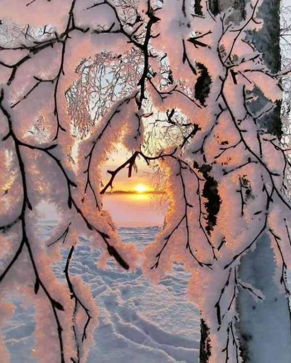 Природа: Снежная красота