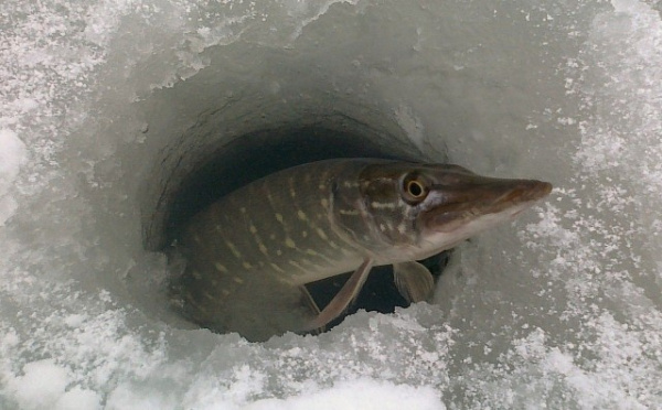 Интересное: Как зимует рыба?