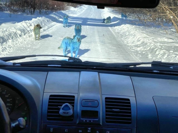 Животные: Дзержинск заполонили синие собаки :-)