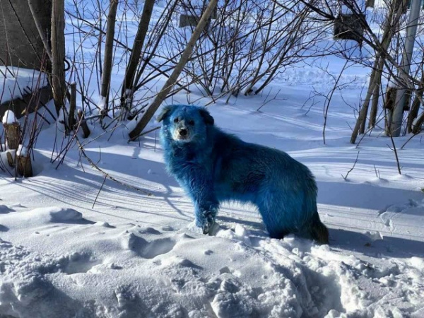 Животные: Дзержинск заполонили синие собаки :-)