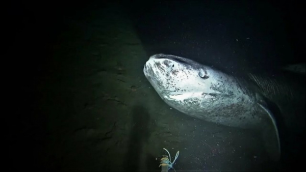 Животные: Гренландская акула