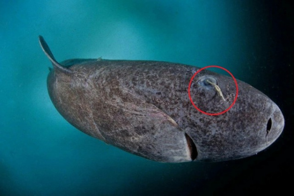 Животные: Гренландская акула