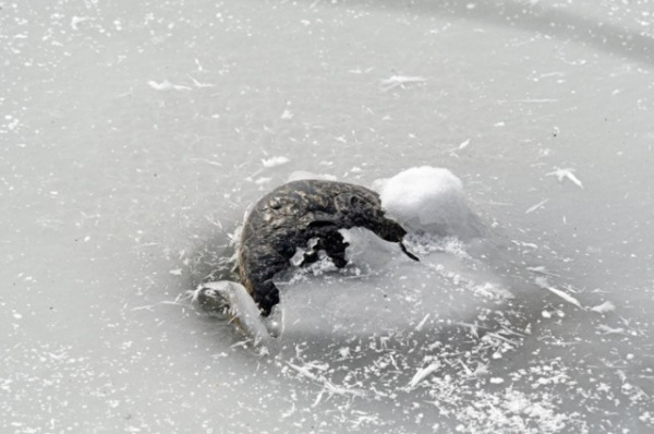 Животные: Замороженные крокодилы
