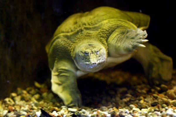 Животные: Самая опасная черепаха России: Трионикс Дальневосточный