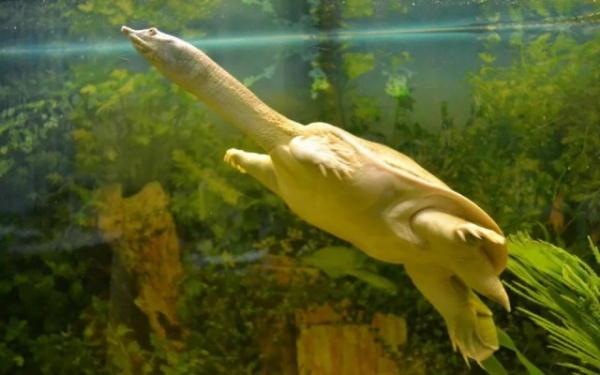 Животные: Самая опасная черепаха России: Трионикс Дальневосточный