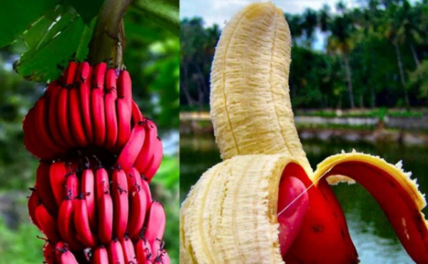 Интересное: Какие бывают бананы