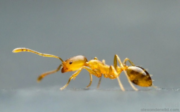 Интересное: Фараонов муравей: 270 лет назад их нашли в гробнице, грызущими мумии