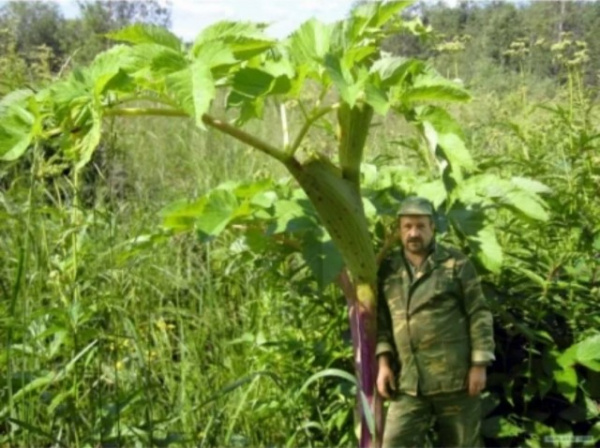 Природа: Почему на Сахалине обычные растения достигают гигантских размеров?