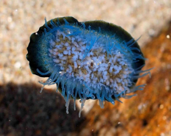 Природа: Медуза Парусница