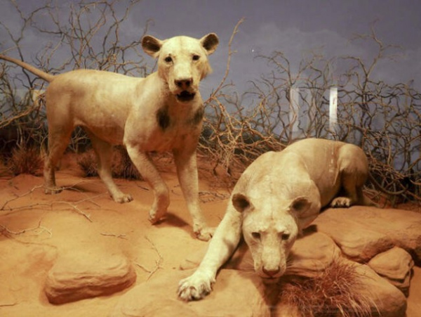 Животные: Людоеды из Цаво: история самого знаменитого в истории противостояния между человеком и львом