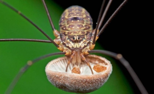 Интересное: Три вида «домашних пауков», которые реально полезны в доме