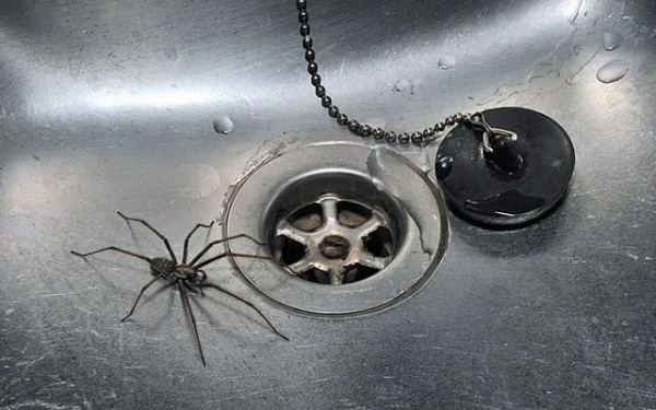 Интересное: Три вида «домашних пауков», которые реально полезны в доме