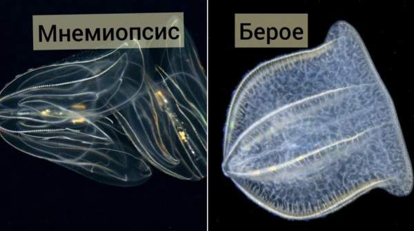 Природа: 3 животных, попавших в Чёрное море в 20 веке
