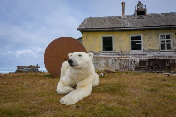 Животные: Заброшенную метеорологическую станцию в Чукотском море облюбовали белые медведи