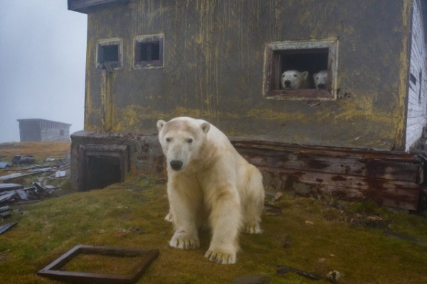 Животные: Заброшенную метеорологическую станцию в Чукотском море облюбовали белые медведи