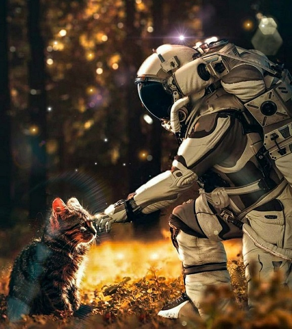Картинки: Кошки, космонавты и другие картинки -)
