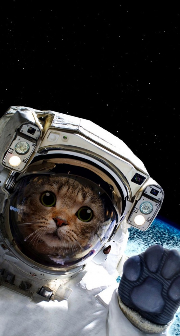 Картинки: Кошки, космонавты и другие картинки -)