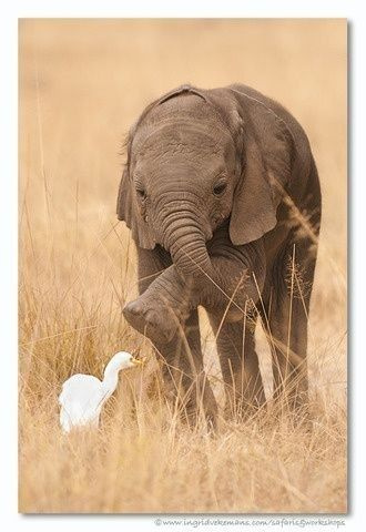 Животные: Маленькие слонята