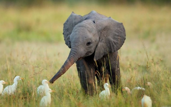 Животные: Маленькие слонята
