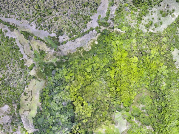 Интересное: В джунглях Амазонии с воздуха обнаружили сеть древних городов и поселений