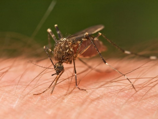 Интересное: Интересные факты о комарах