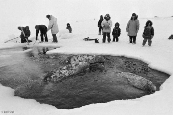 Интересное: 26 октября 1988 года советские моряки спасли семью китов, застрявших близ Аляски