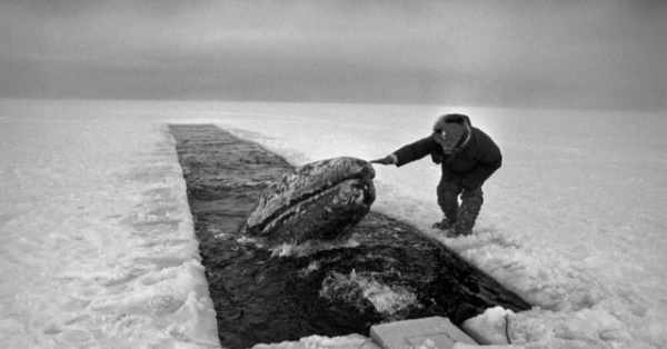 Интересное: 26 октября 1988 года советские моряки спасли семью китов, застрявших близ Аляски