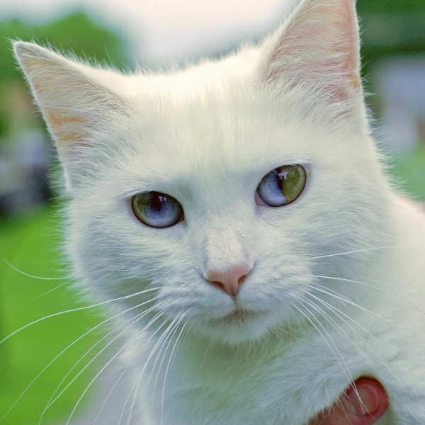 Животные: Топ самых необычных пород домашних кошек