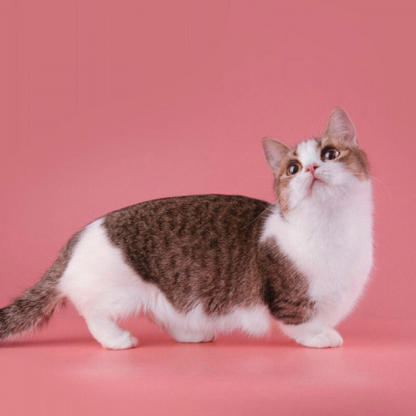 Животные: Топ самых необычных пород домашних кошек