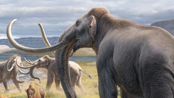 Животные: Мамонт Колумба: один из крупнейших слонов в истории планеты