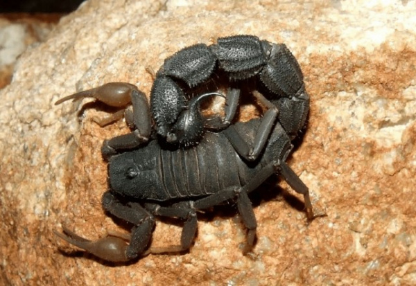 Животные: Самые опасные скорпионы