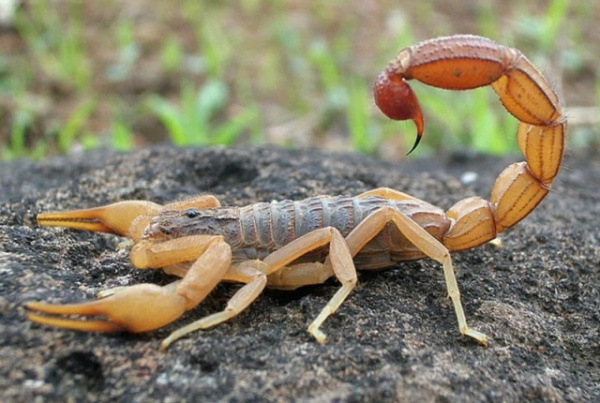 Животные: Самые опасные скорпионы