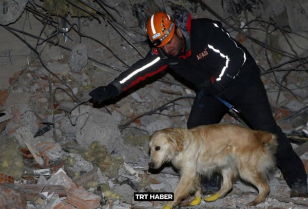 Животные: Пёс помог найти в  Турции под завалами пятерых людей