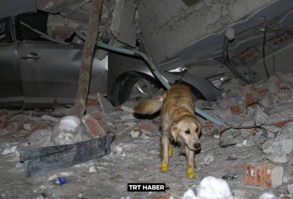 Животные: Пёс помог найти в  Турции под завалами пятерых людей