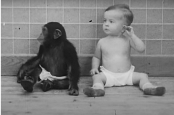 Интересное: Эксперимент четы Келлог: пара растила сына и шимпанзе как брата и сестру