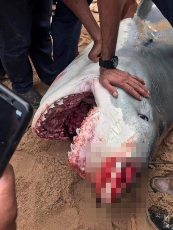 Происшествия: Растерзанным акулой в Хургаде оказался 23-летний Владимир Попов из Архангельской области